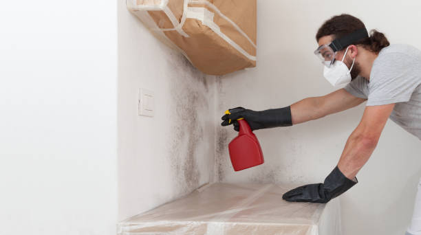 Professional Mold Remediation technician working in Mattapan, MA